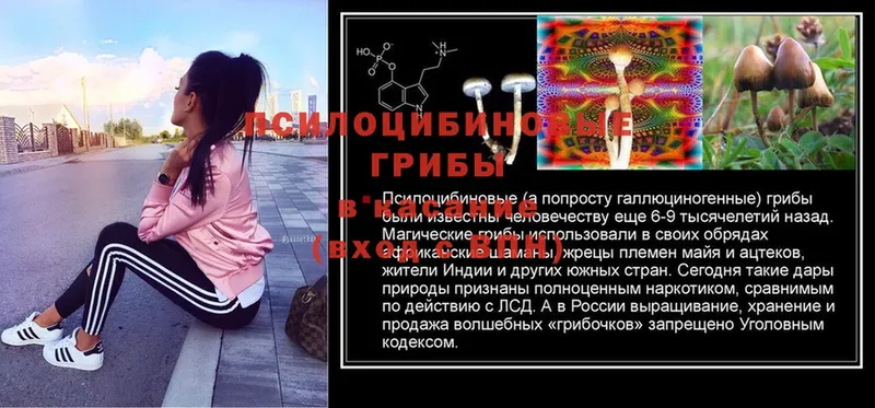 Псилоцибиновые грибы Magic Shrooms  блэк спрут сайт  Родники 